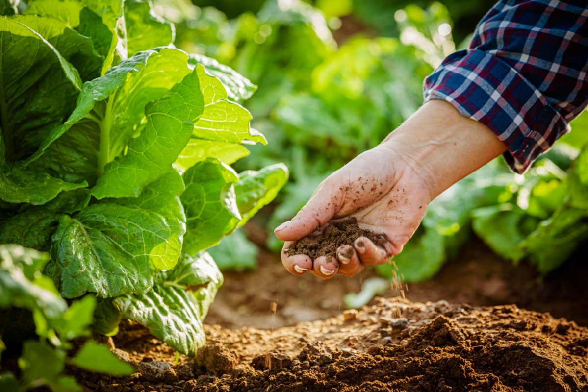 Fertilizers and Soil Amendments