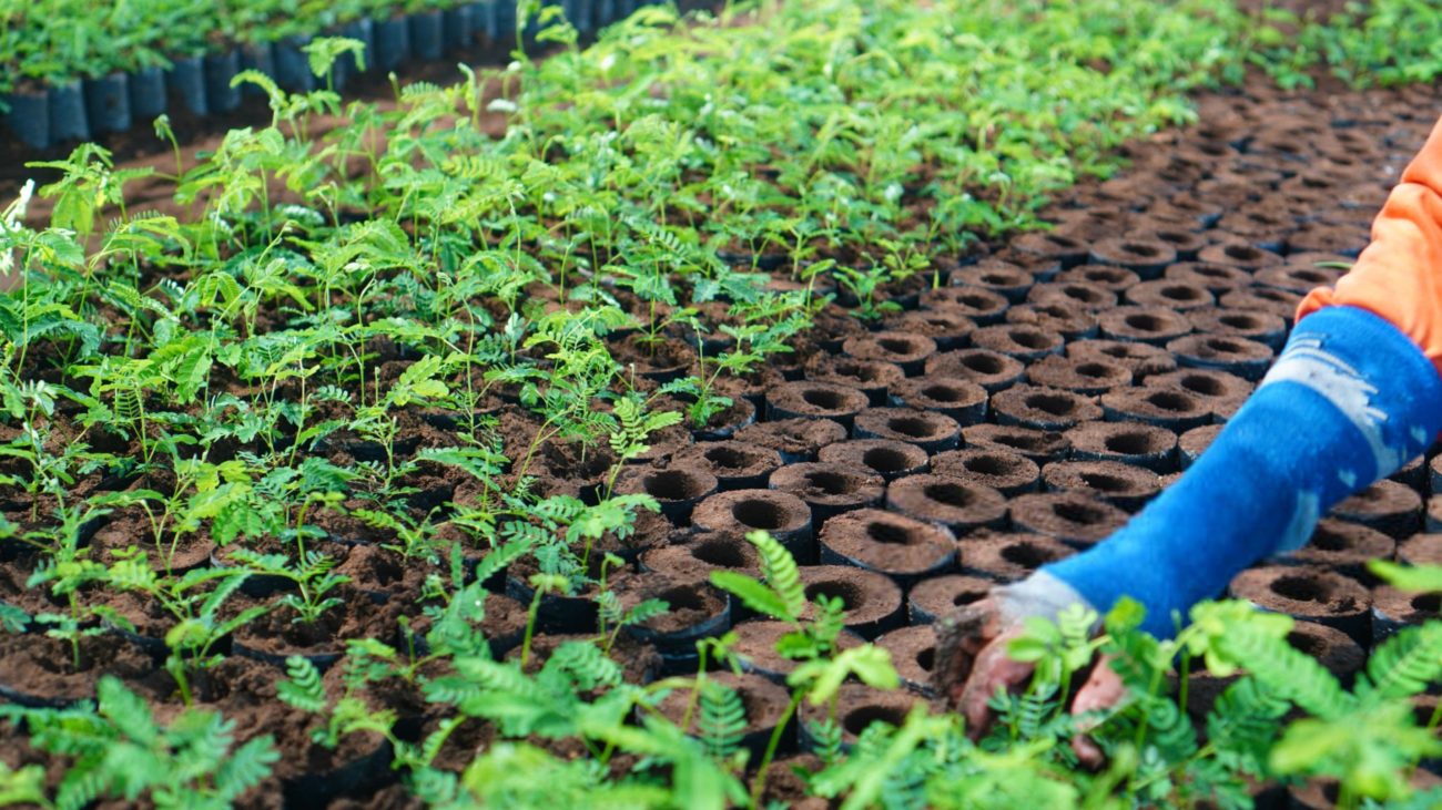 Plant Growth Regulators (PGRs)